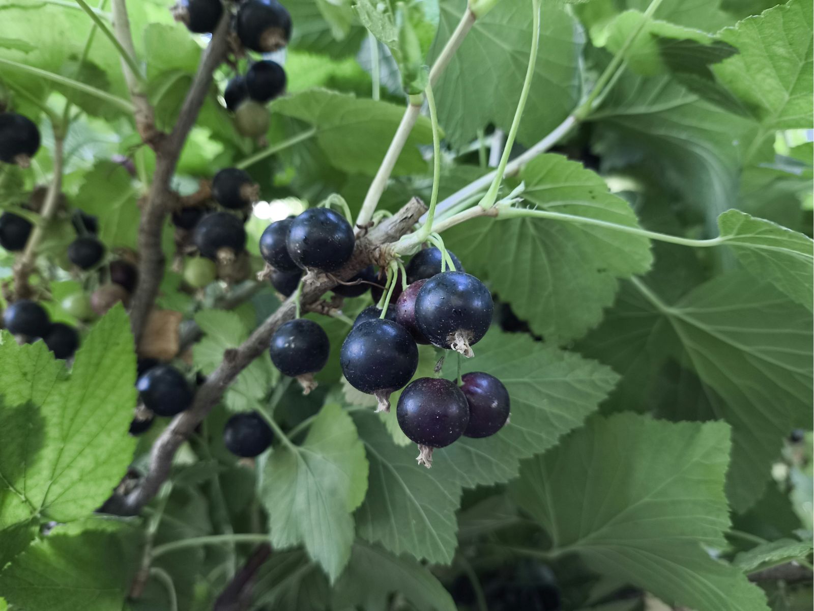 Black Currant, Purple Fruits and Vegetables, Unsplash