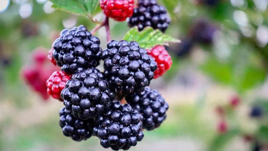 Blackberries Healthiest Fruits to Eat During Summer Unsplash