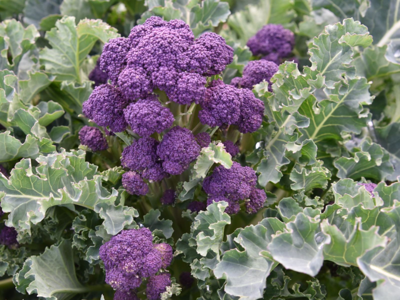 Brocolli, Purple Fruits and Vegetables, Wiki Commons