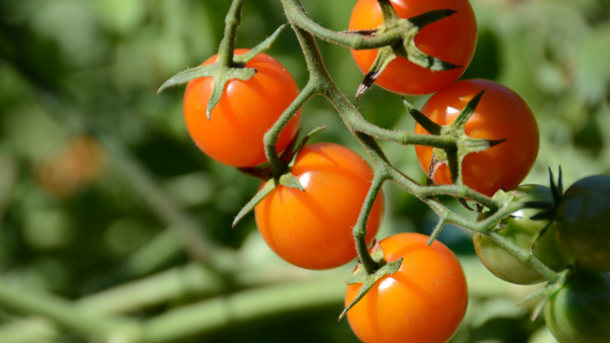 Cherry Tomatoes Google Commons