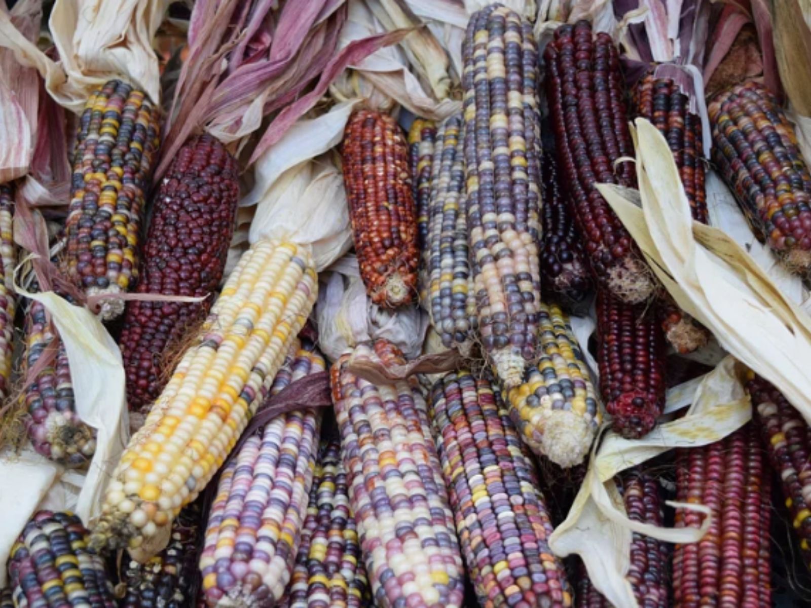 Corn, Purple Fruits and Vegetables, Unsplash