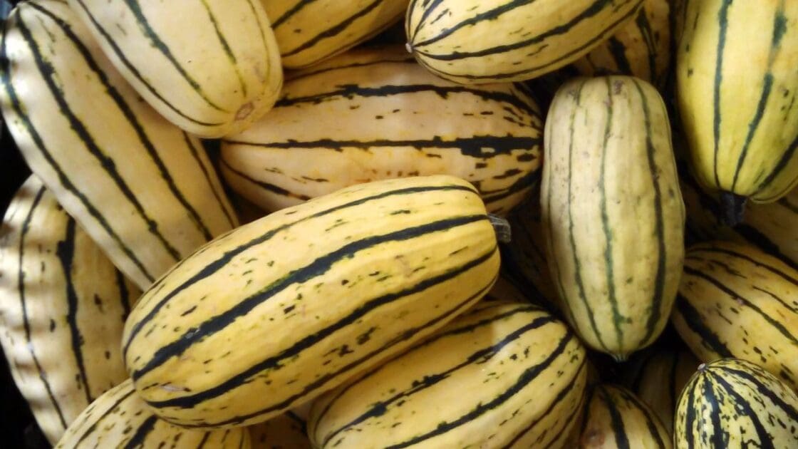 Delicata Squash Google Commons