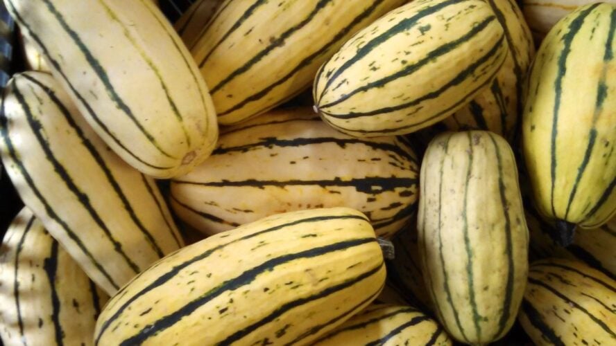 Delicata Squash Winter Squash Unsplash