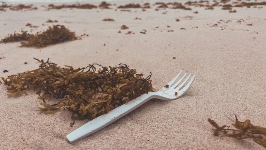 Disposable DIshes Unsplash