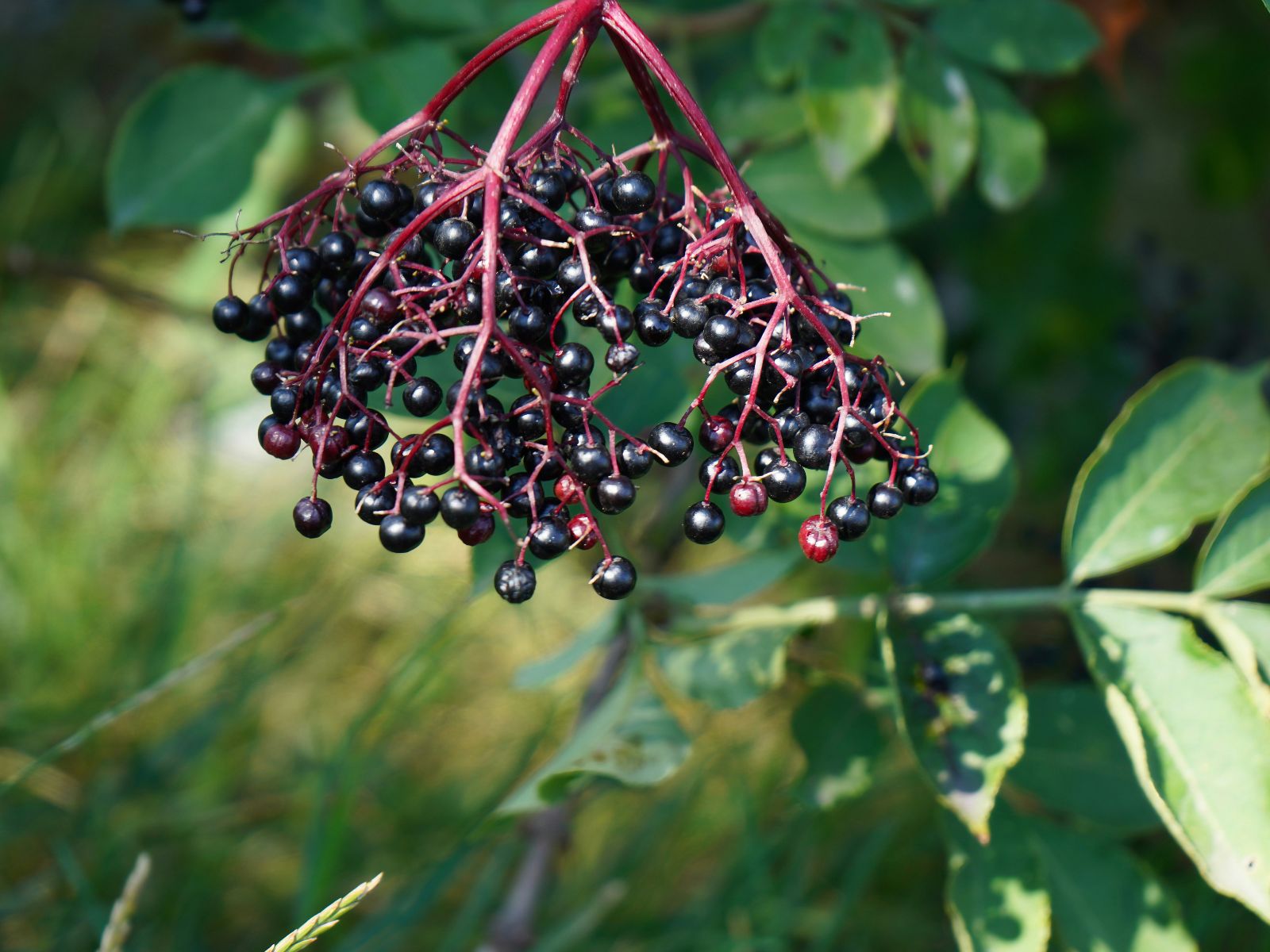 Elderberry, Purple Fruits and Vegetables, Wiki Commons