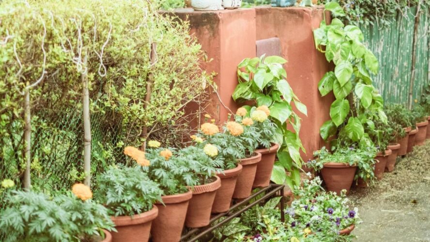 Expand Add Color to Your Spring Garden Unsplash