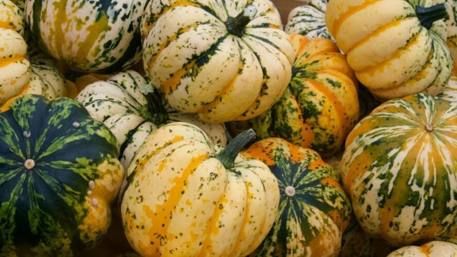 Facts Winter Squash Unsplash