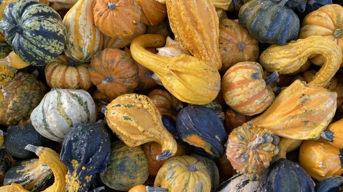 Fall Vegetables Unsplash