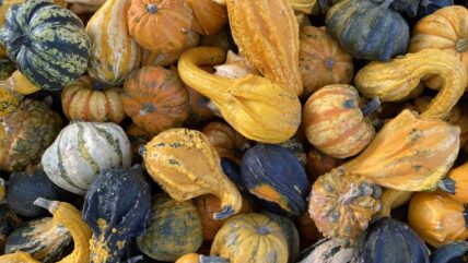 Fall Vegetables Unsplash