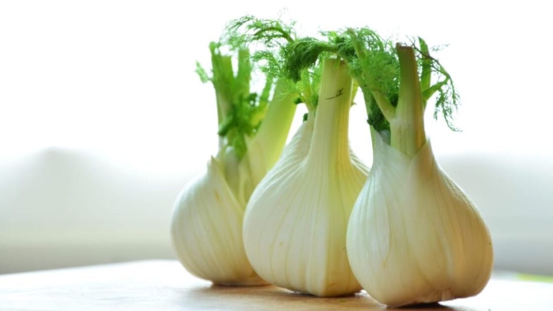 Fennel Bulb Google Commons
