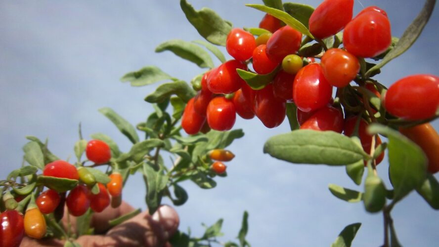 Goji Berry Google Commons