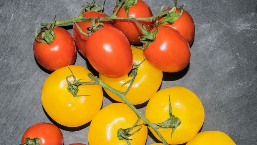 Grape Tomatoes Google Commons