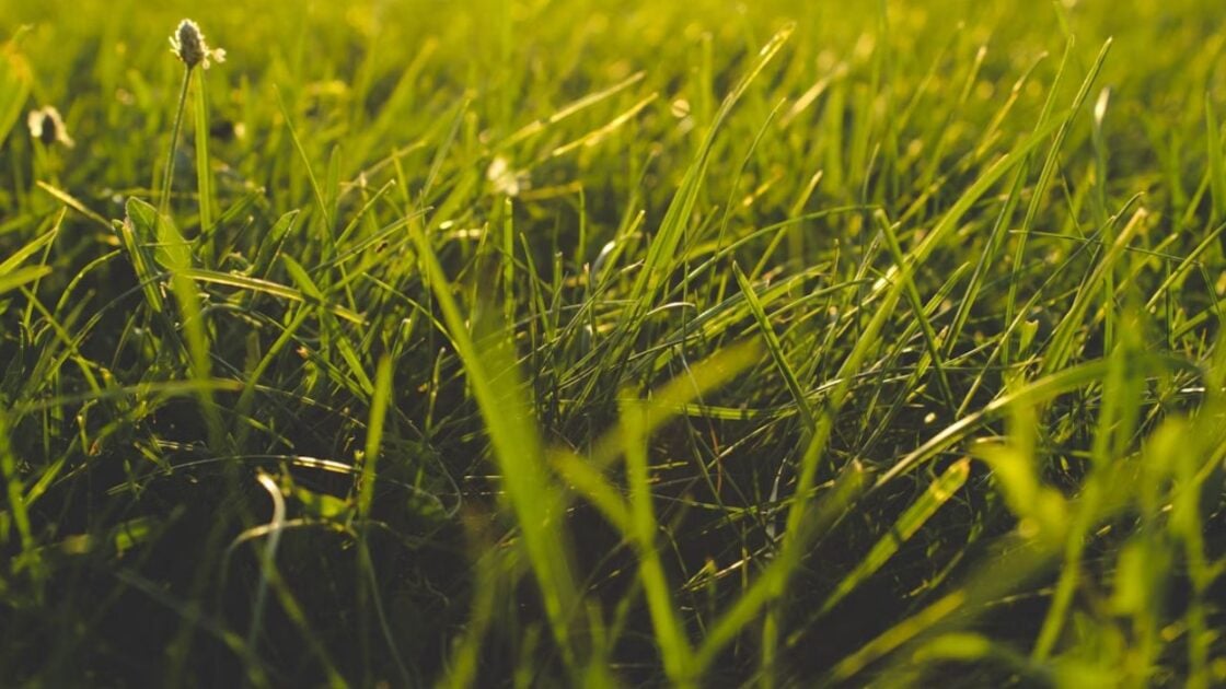Grass and Soil Outside Unsplash