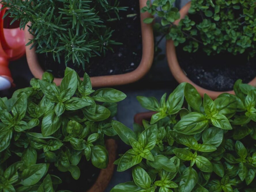 Herb Garden Unsplash