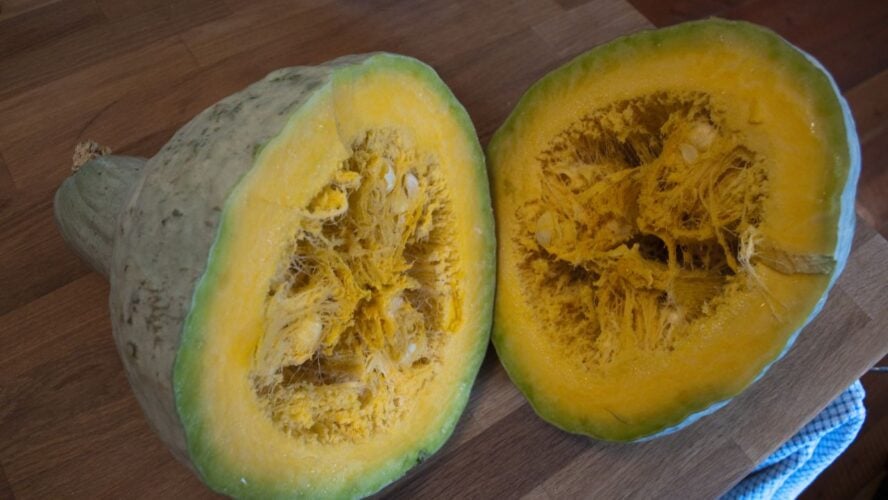 Hubbard Winter Squash Varieties Unsplash