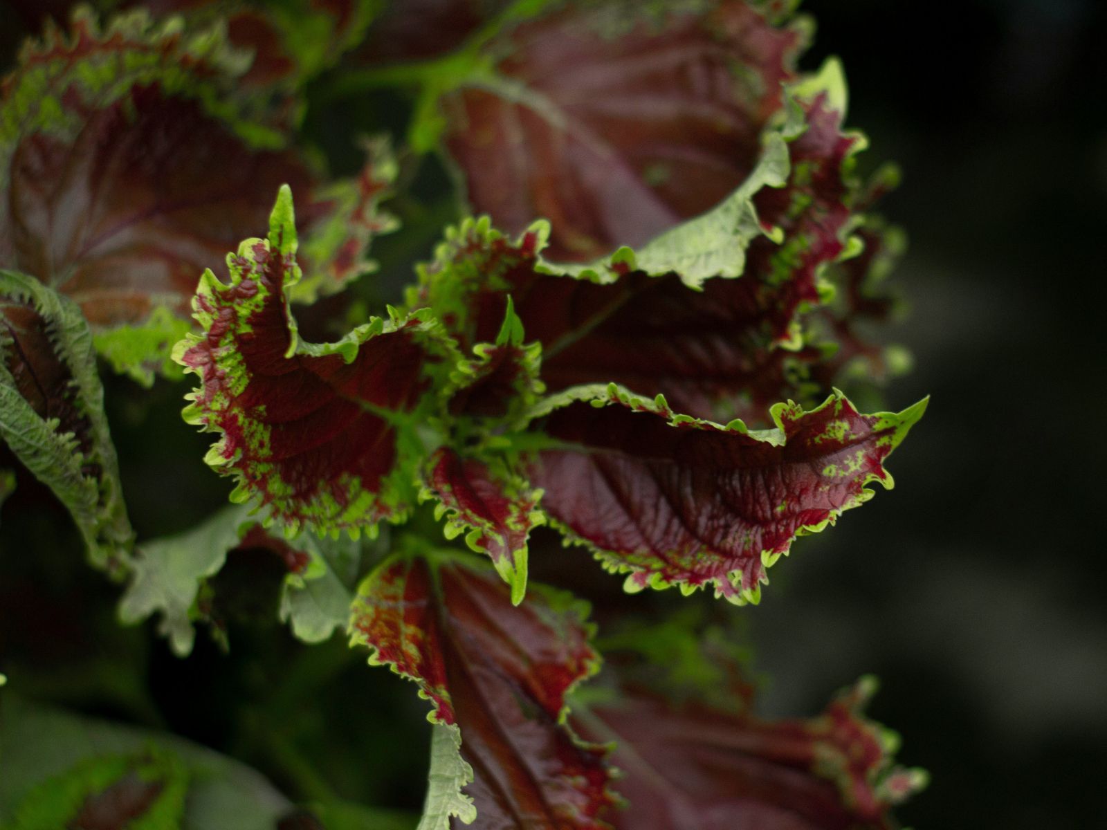 Kale, Purple Fruits and Vegetables, Unsplash