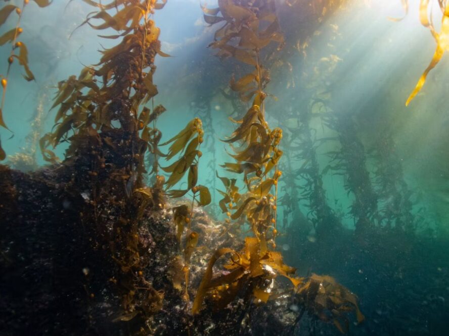 Kelp seaweed Unsplash