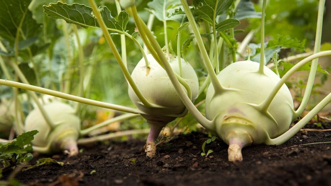 Kohlrabi Vegetable Google Commons
