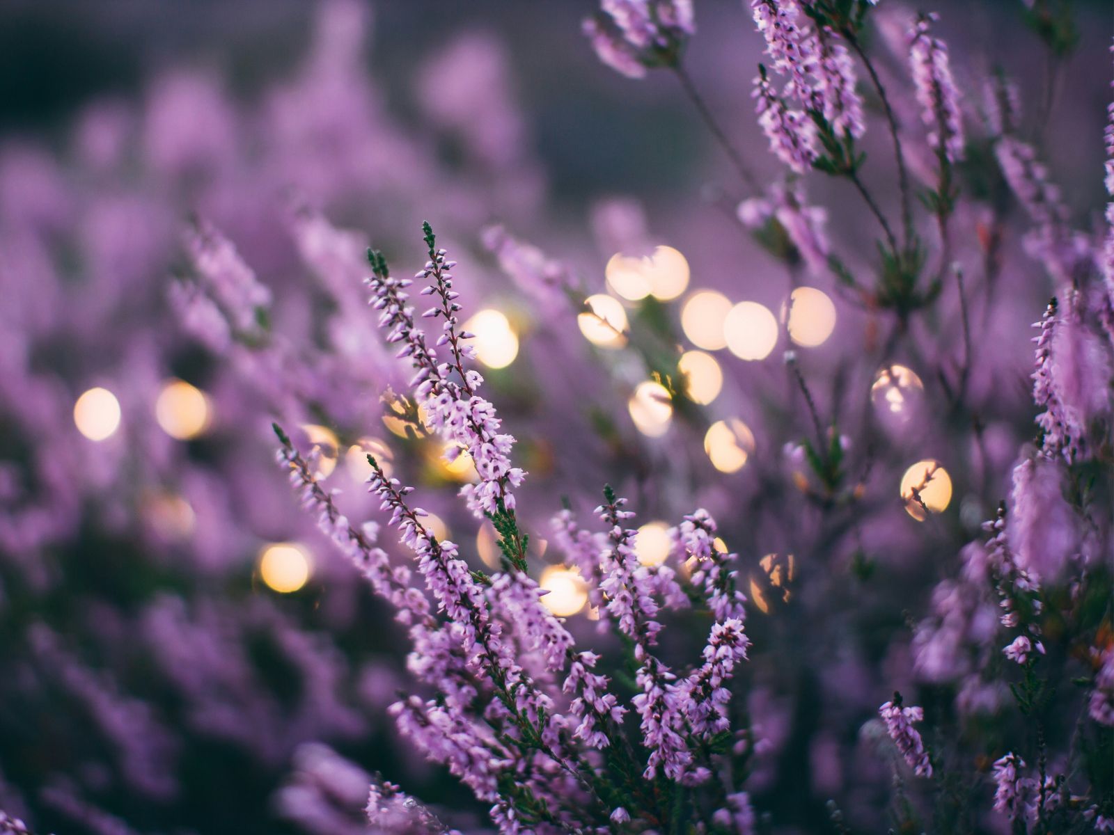 Lavender, Purple Fruits and Vegetables, Wiki Commons