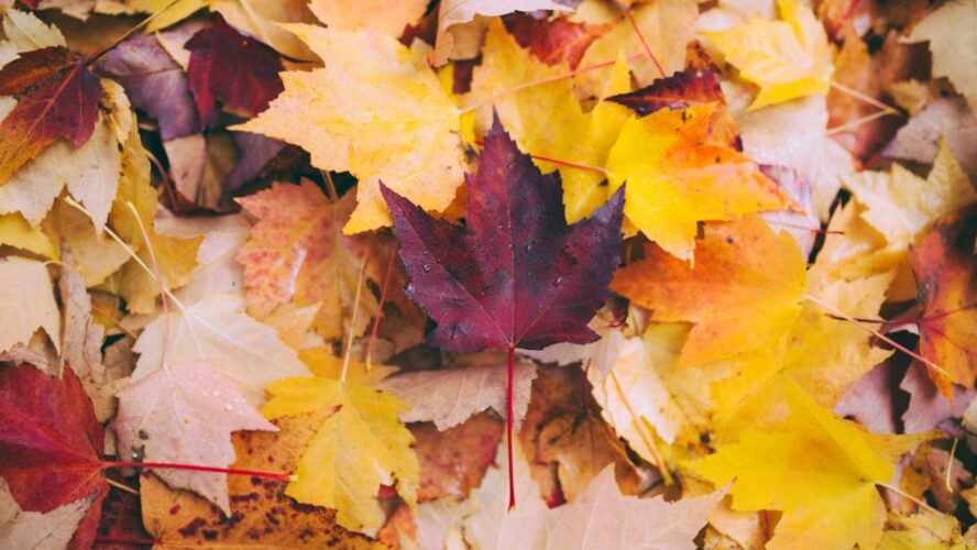 Leaves and Gourds in Fall Decor Unsplash