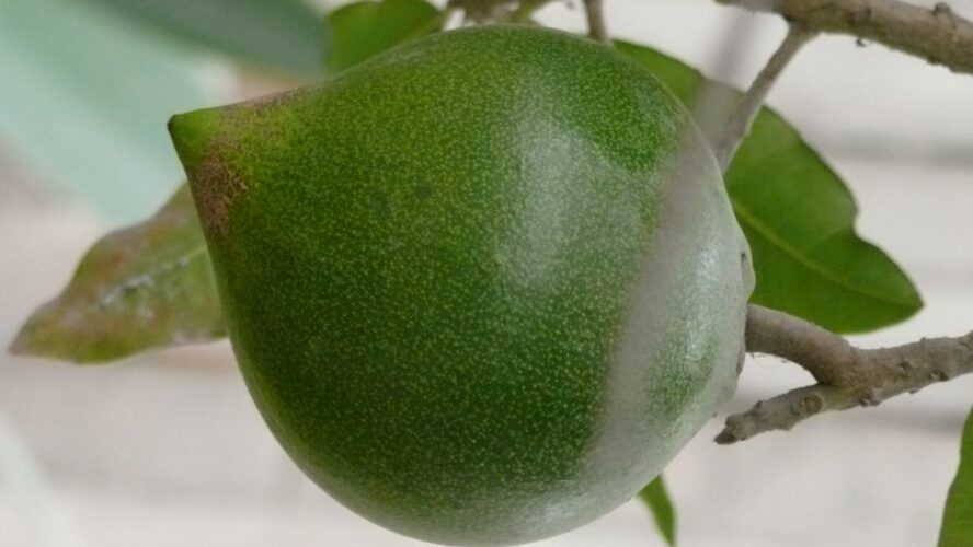 Lucuma Google Commons