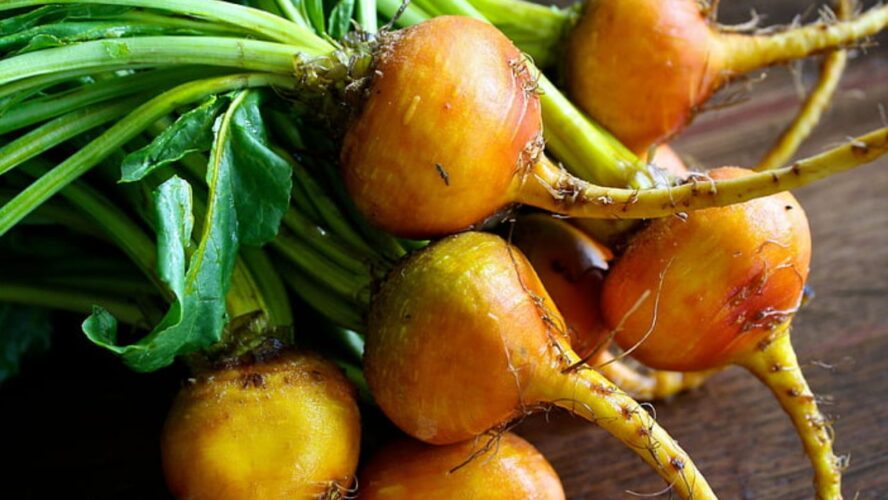 Maca Ancient Medicine Google Commons
