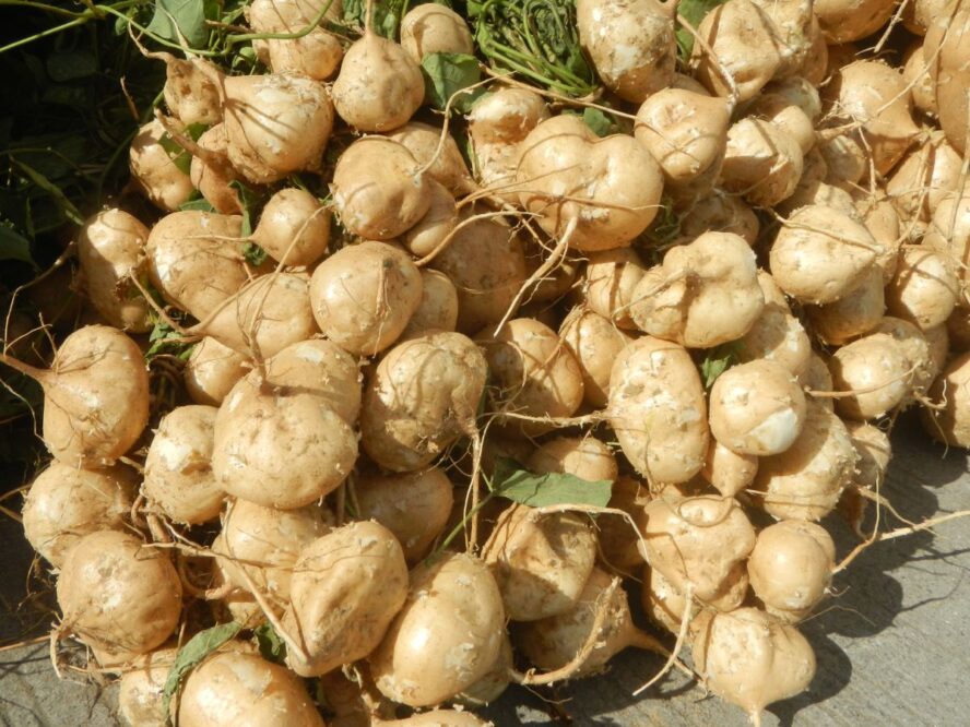 Maca Benefits More Google Images