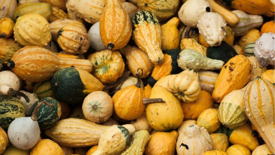 Main Winter Squash Varieties Unsplash