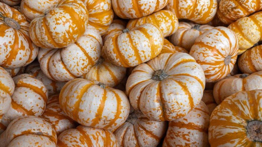 Miniature Pumpkins and Gourds Unsplash