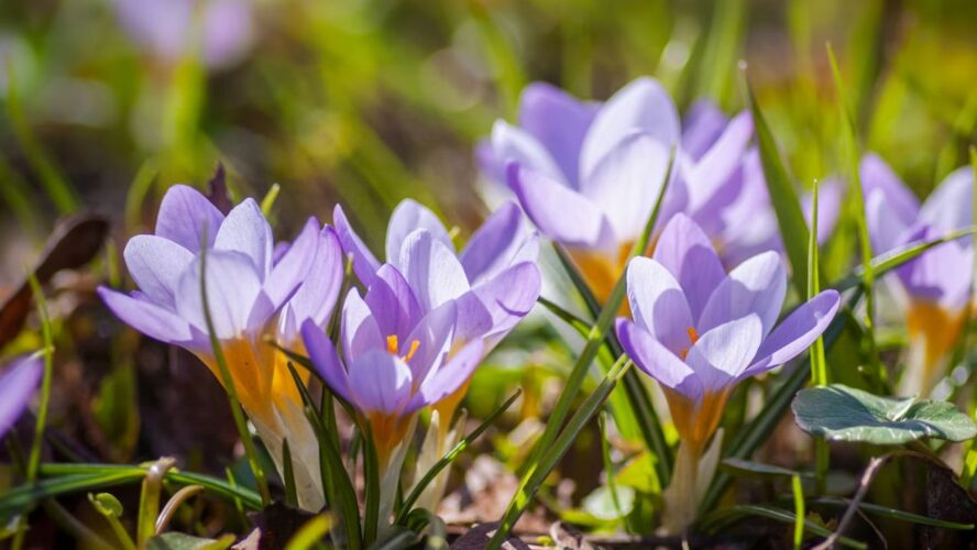 More Color to Your Spring Garden Unsplash