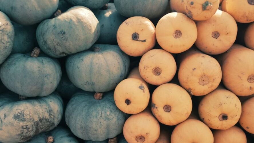 More Winter Squash Unsplash
