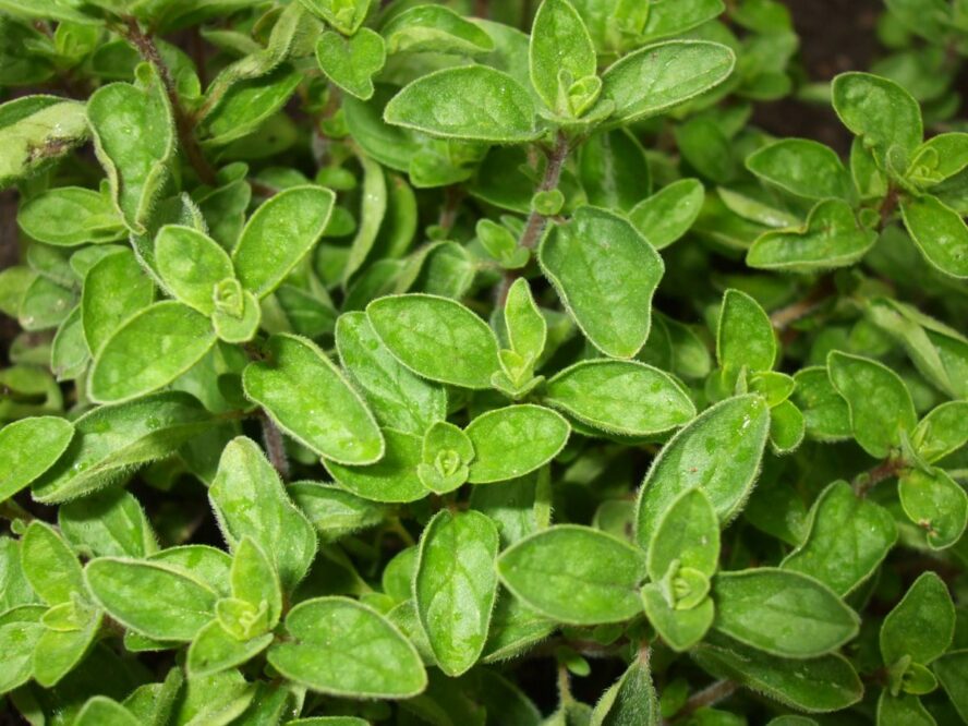 Oregano Herb Garden Google Commons