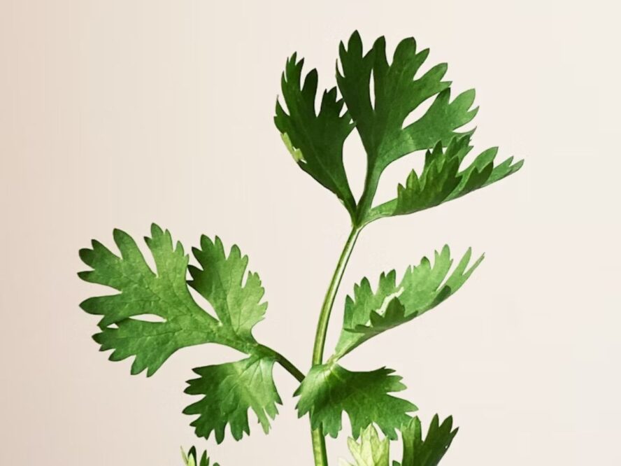 Parsley Herb Garden Unsplash