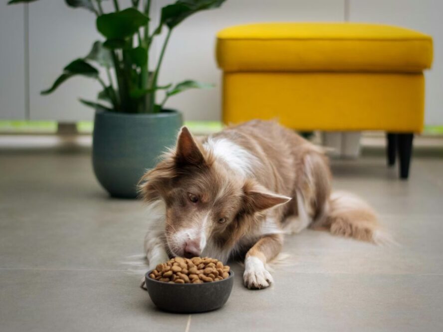 Pet Food Unsplash