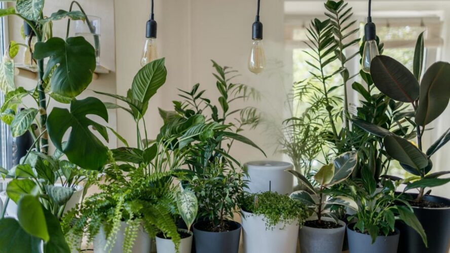 Plants Spring Cleaning Unsplash