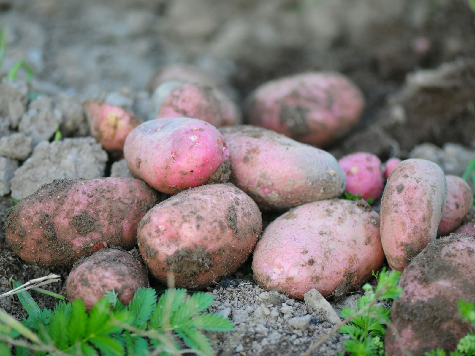 Potatoes, Purple Fruits and Vegetables, Unsplash