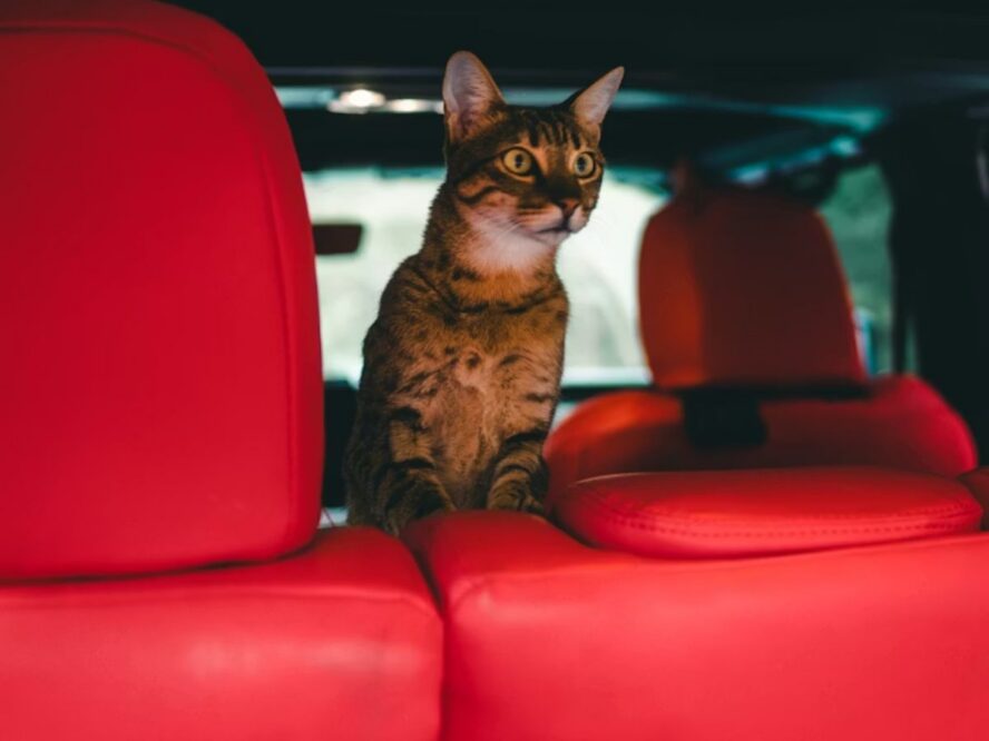 Practice drive with Pets Unsplash