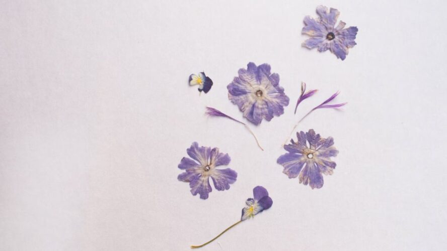 Pressed Dried Flowers Unsplash