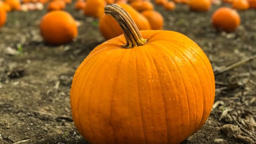 Pumpkin Seasonal Superfoods Unsplash