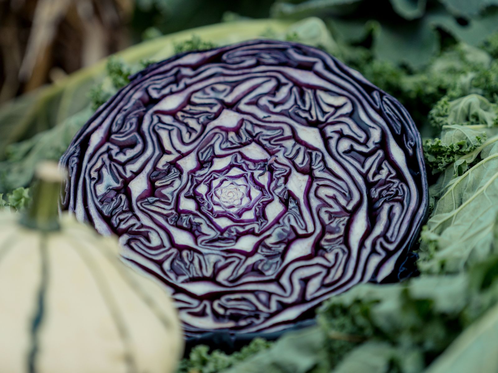 Red Cabbage, Purple Fruits and Vegetables, Unsplash