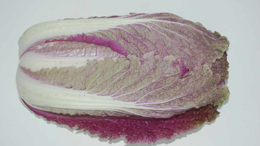 Red Dragon Chinese Cabbage Google Commons