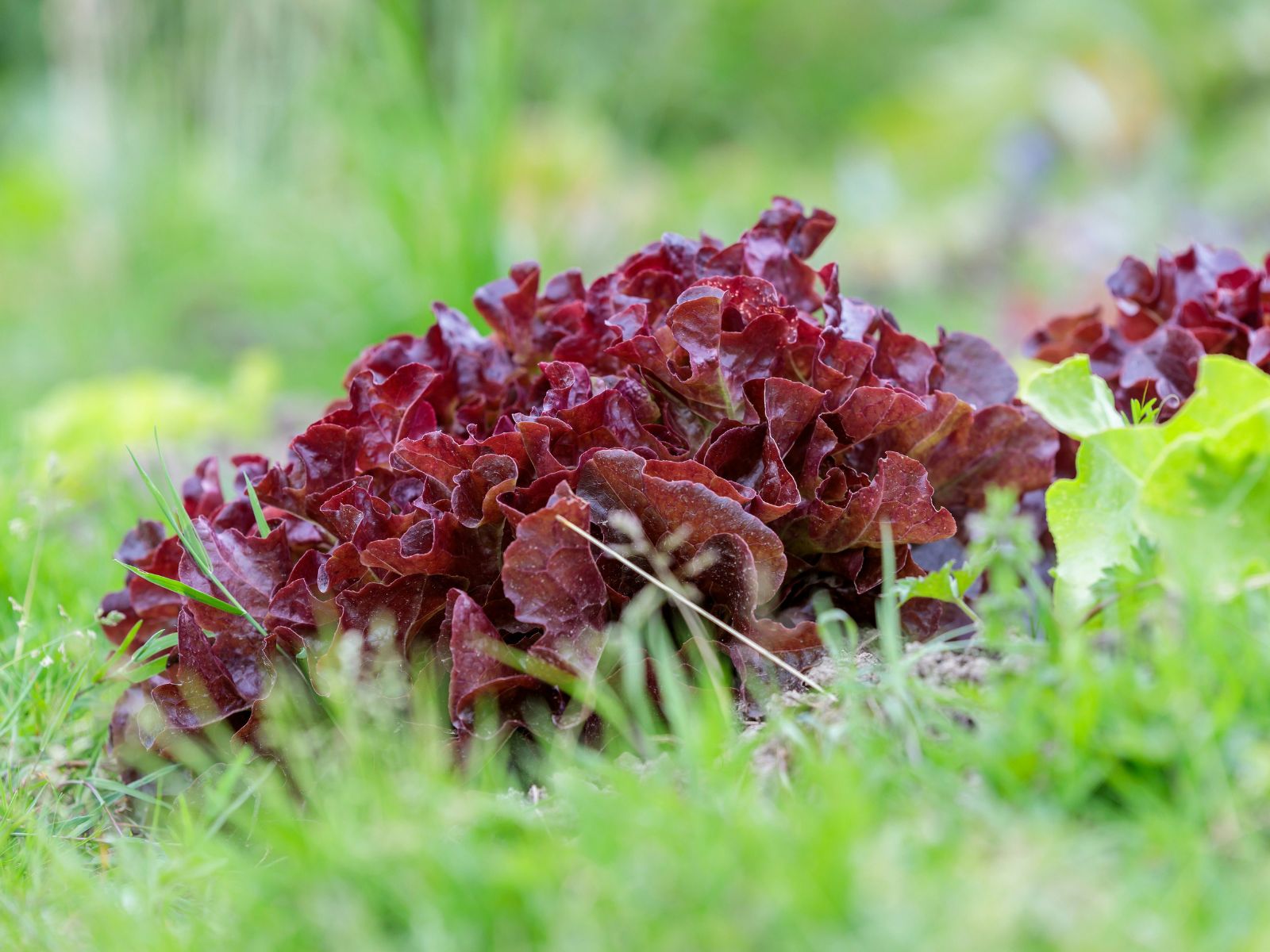 Red Lettuce, Purple Fruits and Vegetables, Unsplash