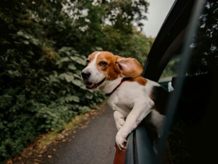 Road Trip with Pets Unsplash