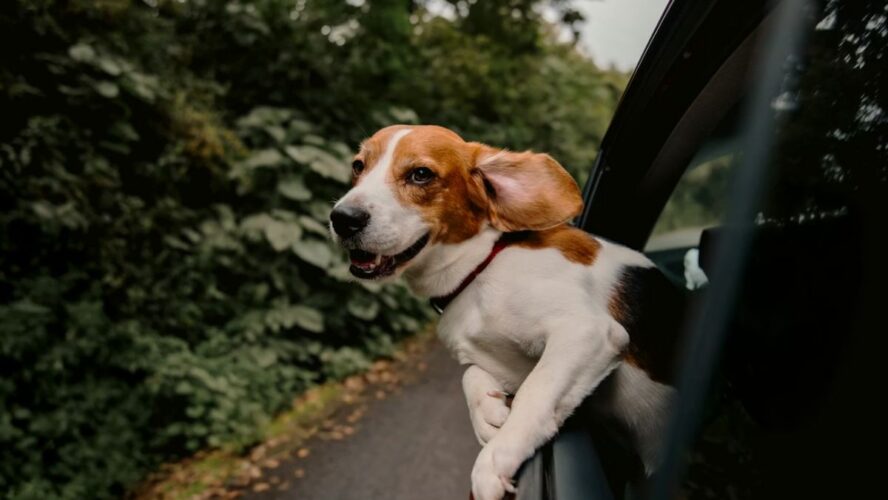 Road Trip with Pets Unsplash