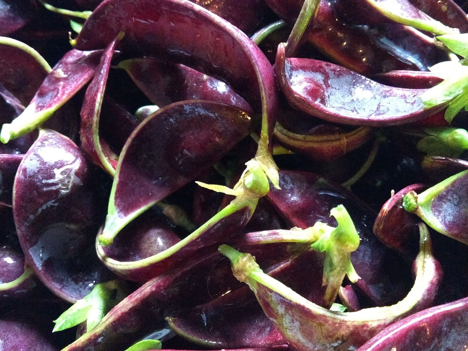 Snow Pea, Purple Fruits and Vegetables, Wiki Commons