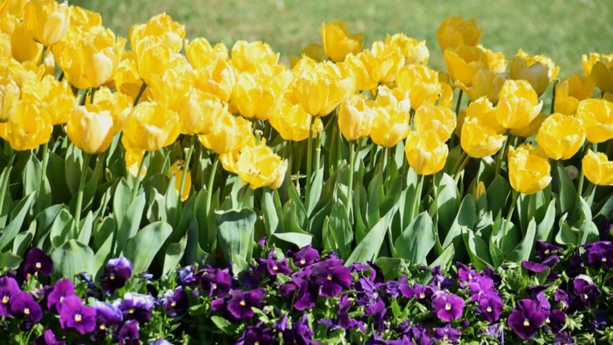 Sunlight Add Color to Your Spring Garden Unsplash