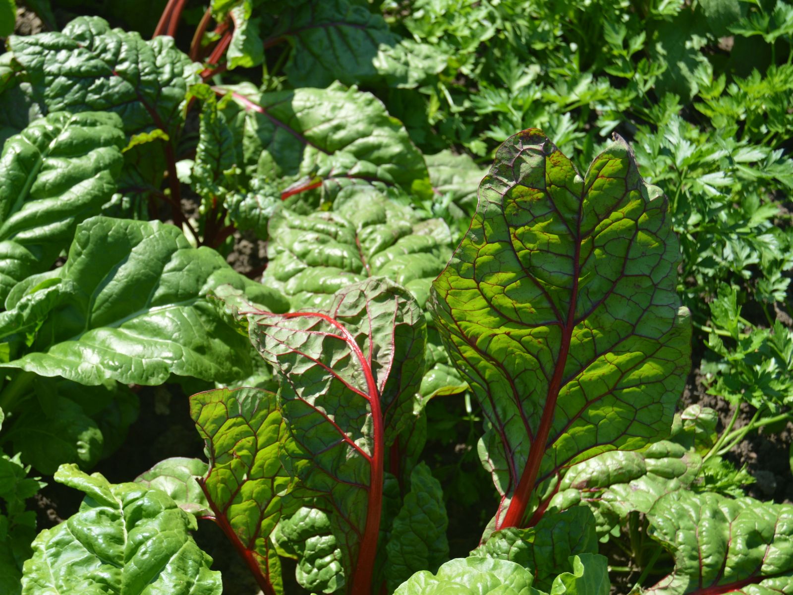 Swiss Chard, Purple Fruits and Vegetables, Unsplash