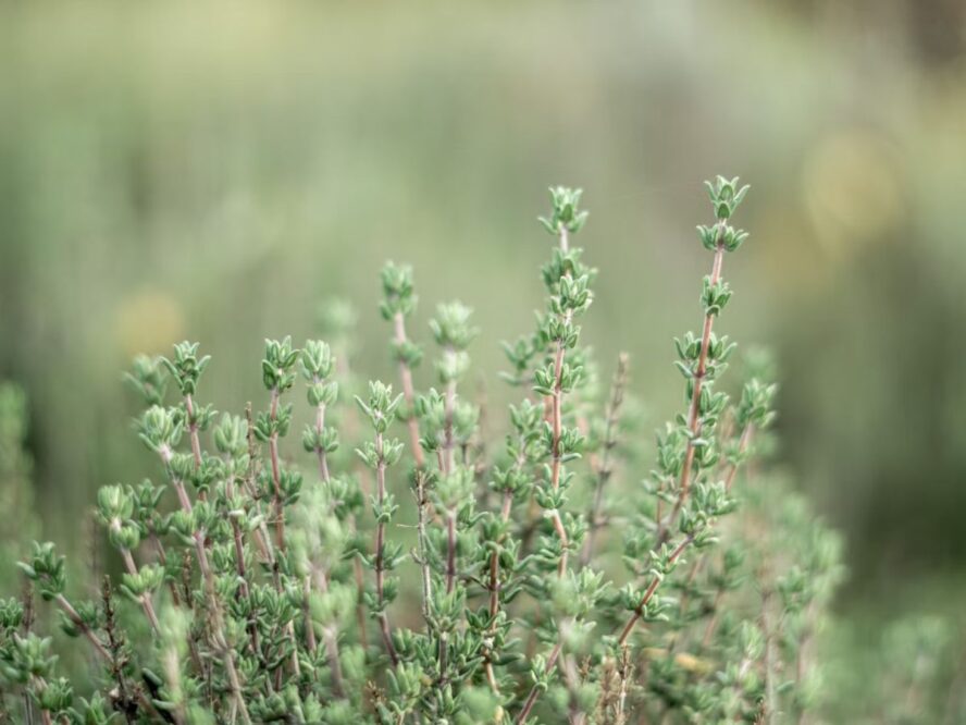 Thyme Herb Garden Unsplash