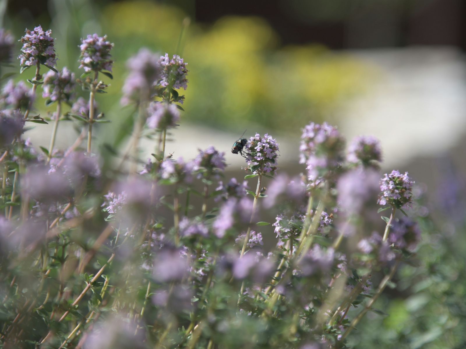 Thyme, Purple Fruits and Vegetables, Wiki Commons