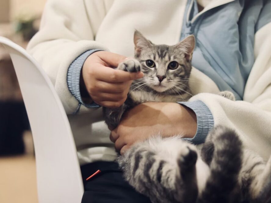 Veterinarian Unsplash